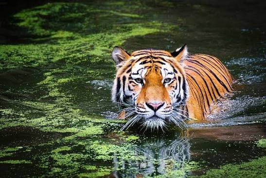Tinger Hunting skill under the water - wallpaper 20" x 26"